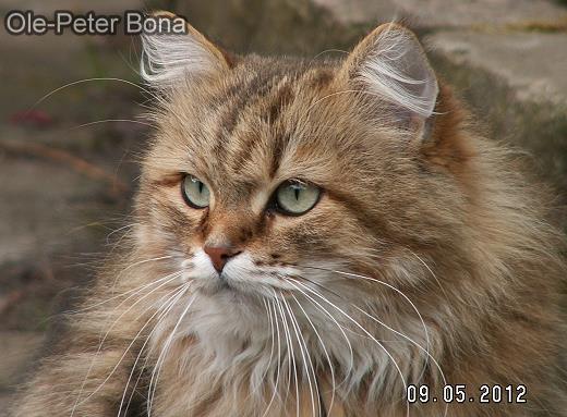 Sibirische Katze Spirit of New Heaven&acute;s Catjuscha